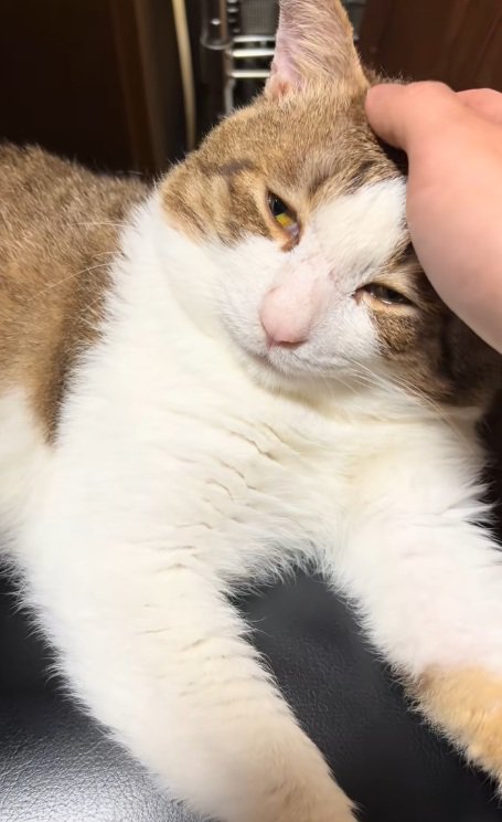 頭を撫でられている猫