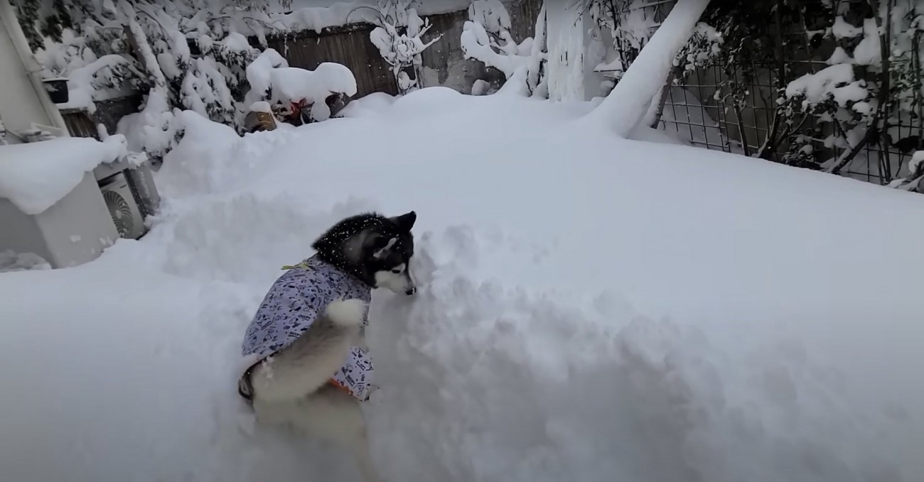 雪の中立っているハスキー