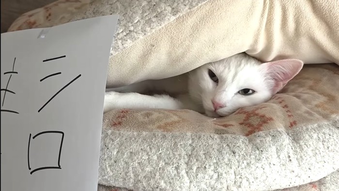 クッションの間