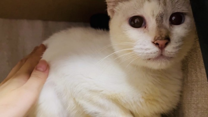 キャットタワーでママに撫でられる猫