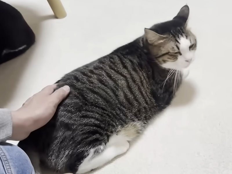 撫でられる猫