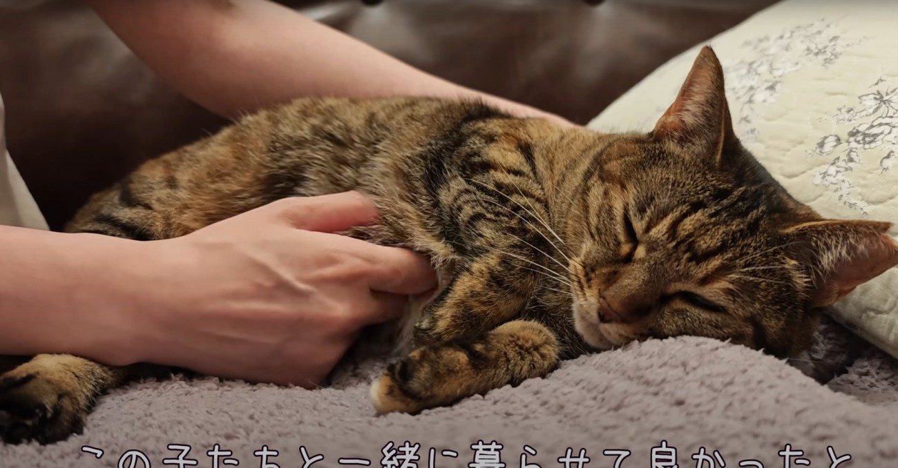 寝転がる猫