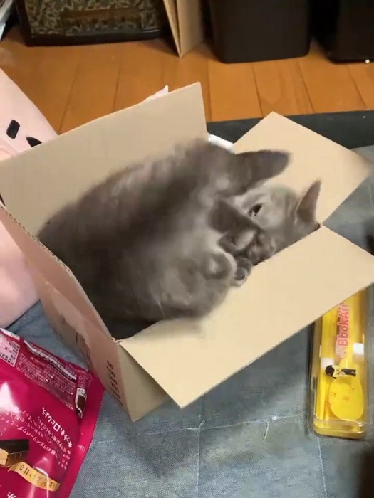 箱に仰向けで入る猫