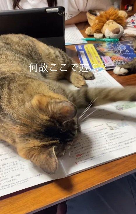 遊ぶ猫