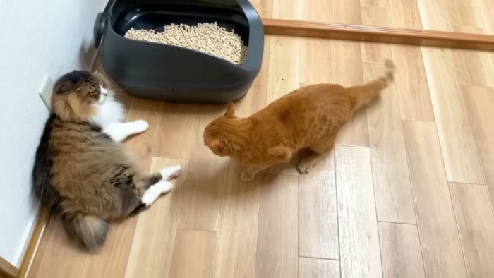 睨み合う長毛猫と茶トラ猫