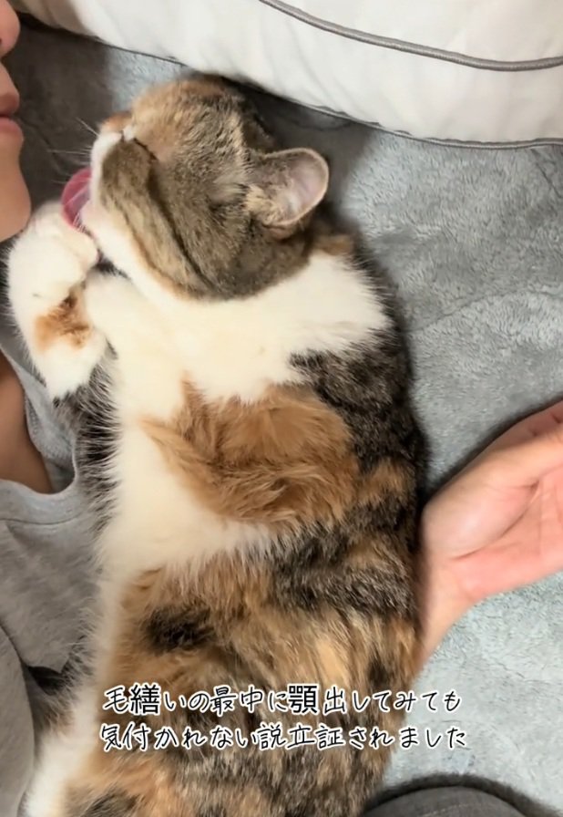 腕を舐める小梅ちゃん