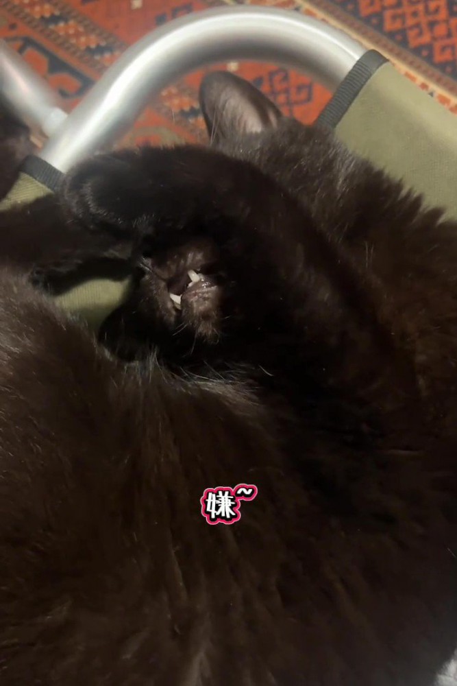 顔を隠して鳴く猫