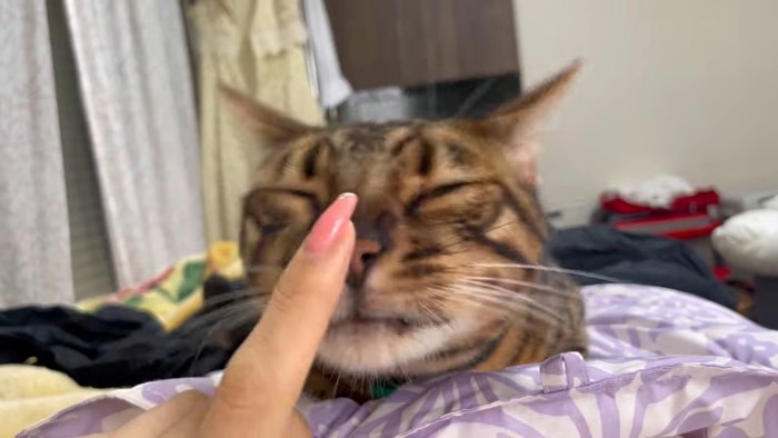 人の指に顔を擦り付ける猫