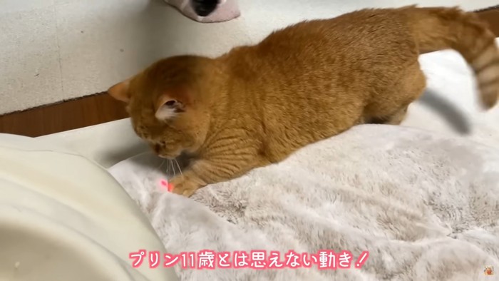 レーザーポインターを追いかけるプリン