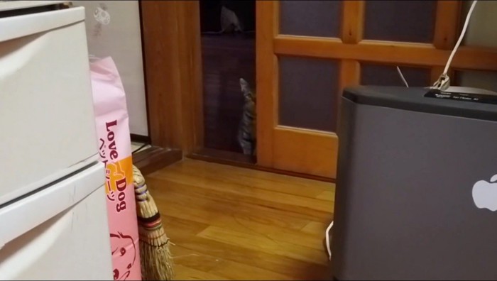 飼い主をドアの隙間から見つめる猫