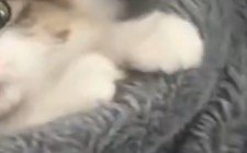 毛布から出た猫の前足