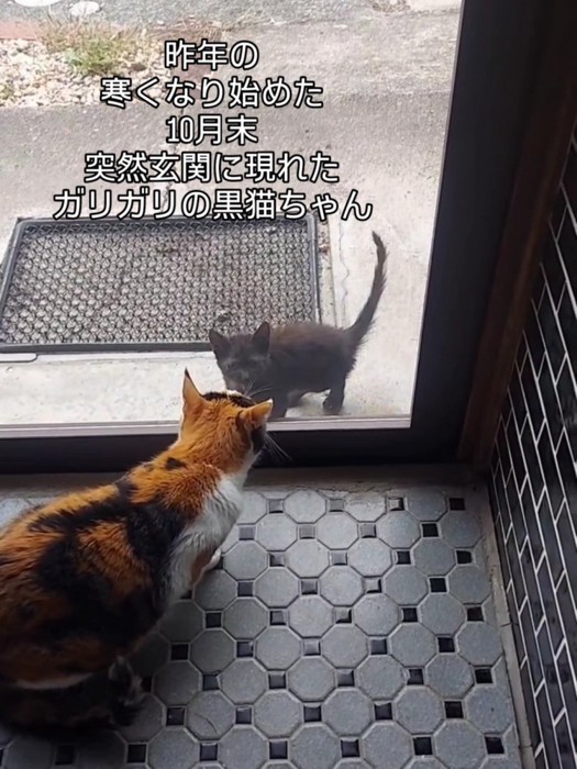 外にいる子猫を見る成猫