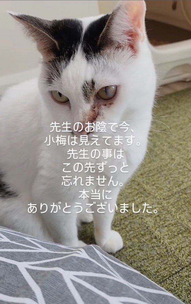 たたずむ猫