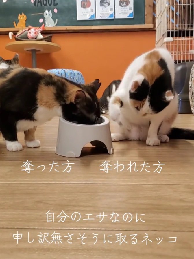ご飯を一粒取る猫