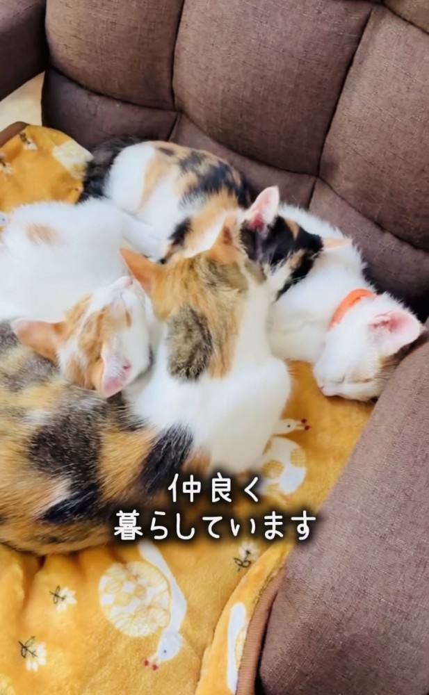 眠る3匹の子猫と子猫をグルーミングする三毛猫