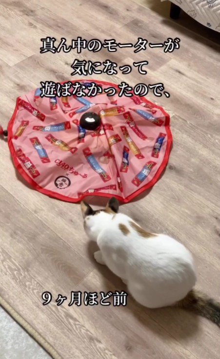 電動猫じゃらしと心福ちゃん