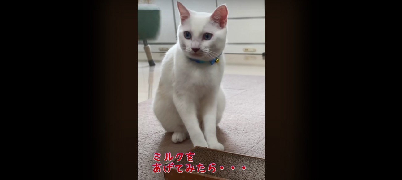 座っている猫