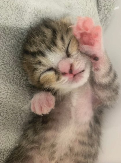 手をあげる子猫