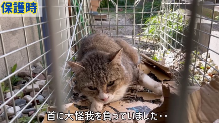 捕獲器の中にいる猫