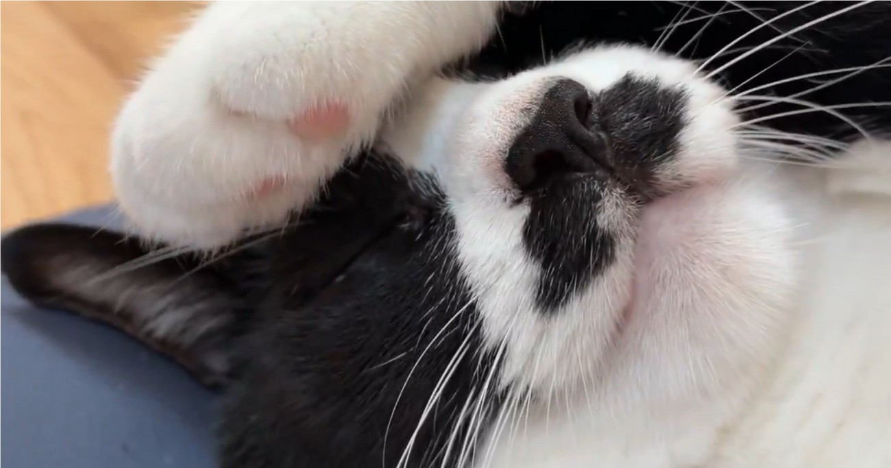 顔に手を当てて寝る猫