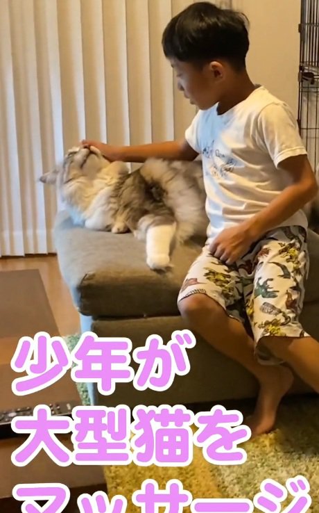 メインクーンをなでる男の子