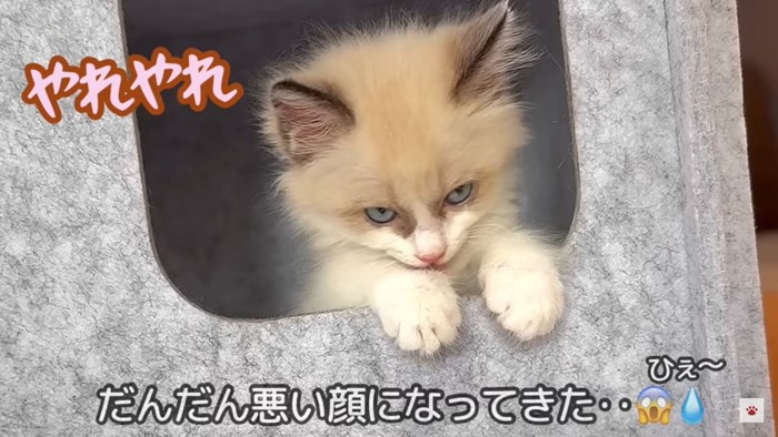悪い顔をする子猫