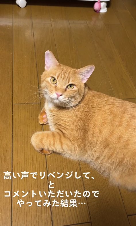 フローリングの上で香箱座りをしているカメラ目線の猫
