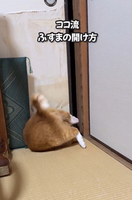 襖の前で横になる猫