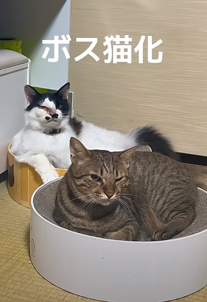 ベッドに座る猫