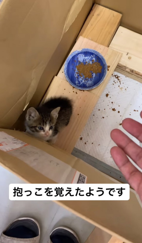 箱の中で見上げる子猫