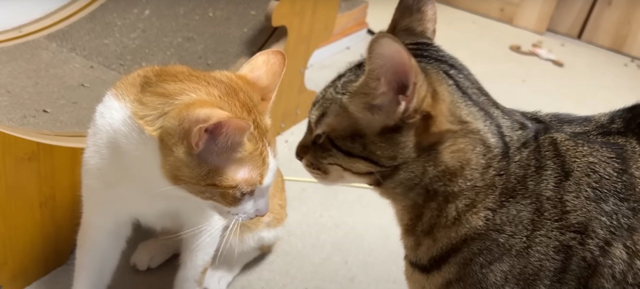 茶白とキジトラが向かい合う