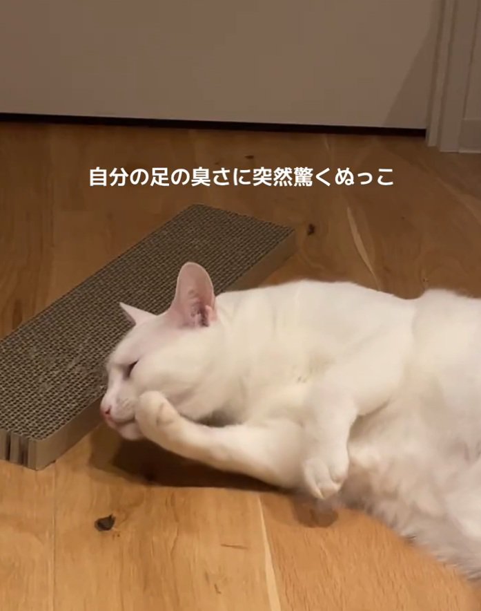 毛づくろい中の猫