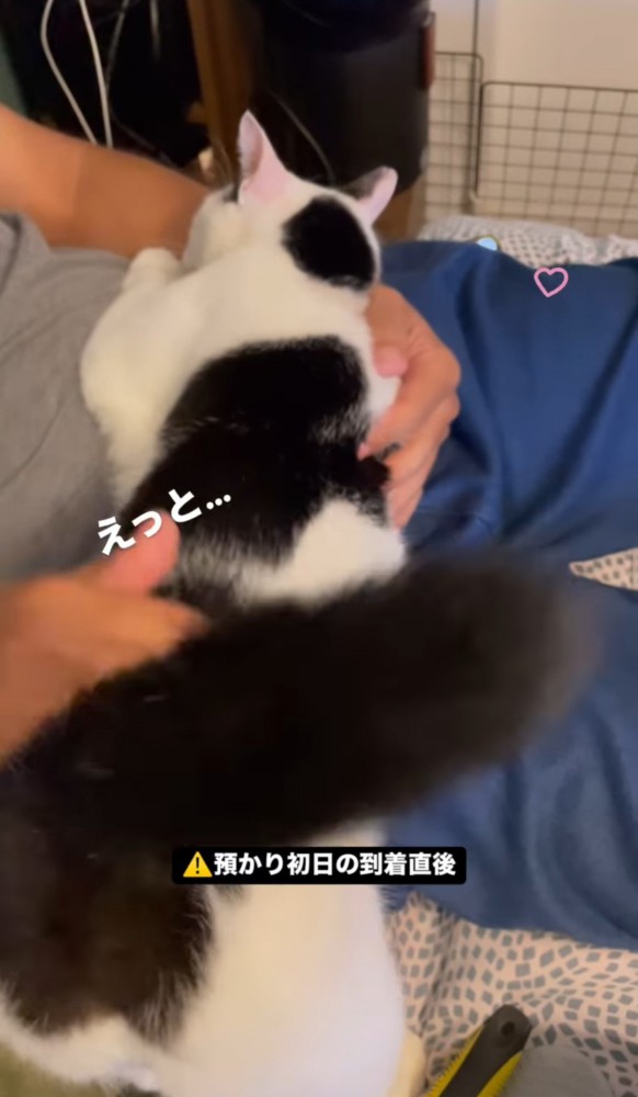 お腹に乗る猫