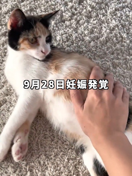 お腹をなでられる猫