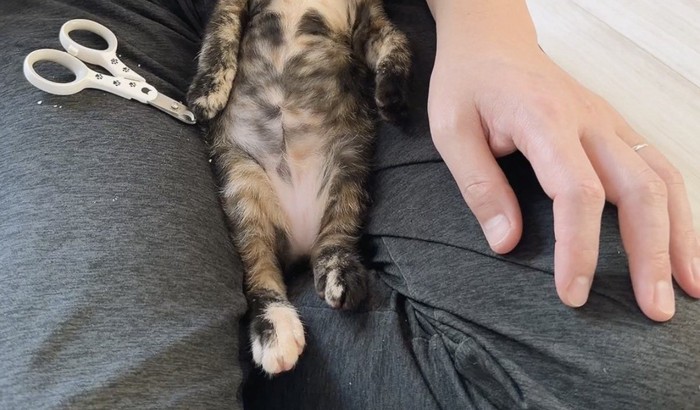膝の上の子猫