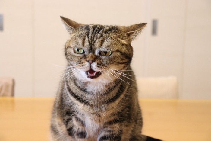 イカ耳する猫