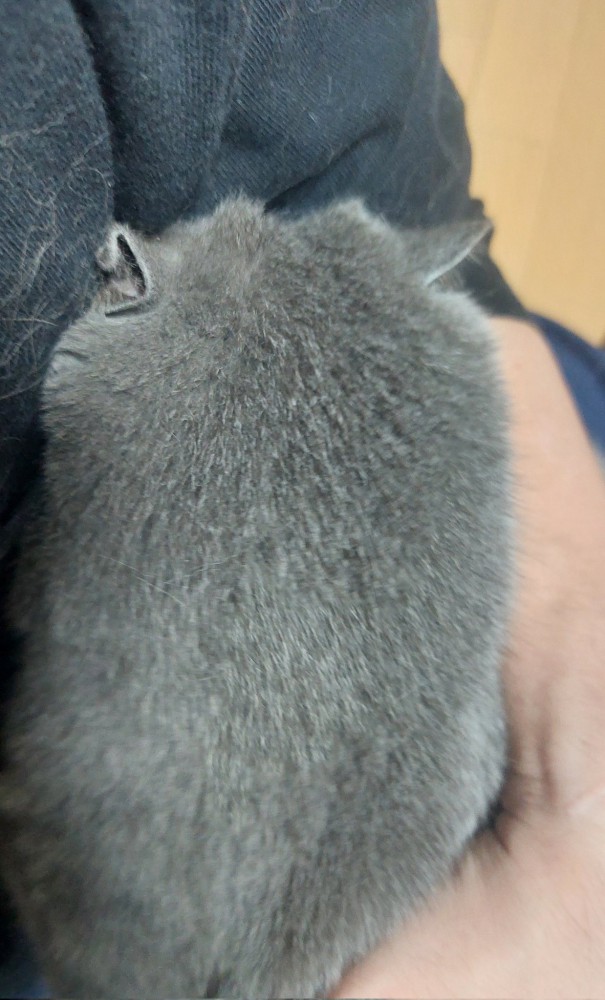 顔を隠すつみれくん