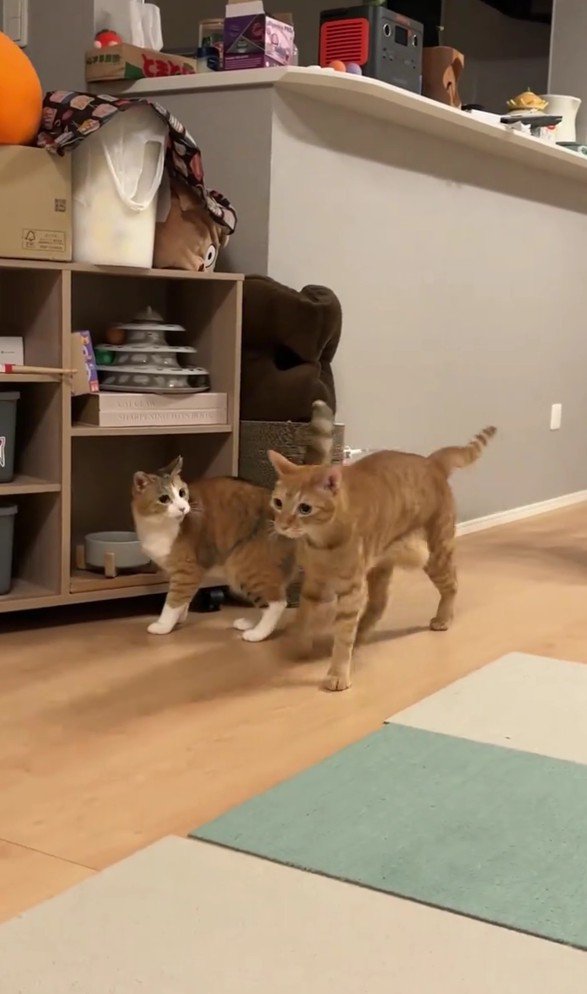 きなこちゃんから離れるにゃん太くん