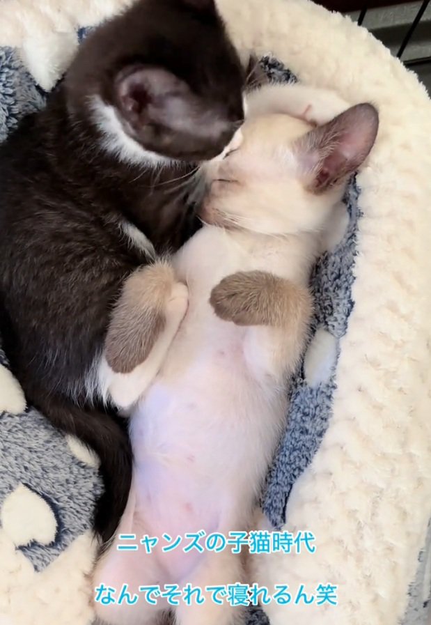 顔を舐められるジェムくん