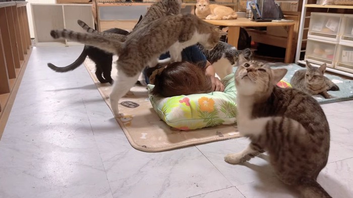 寝ている飼い主に集まる猫