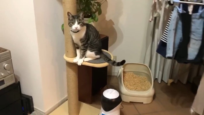 こちらを向いた姿