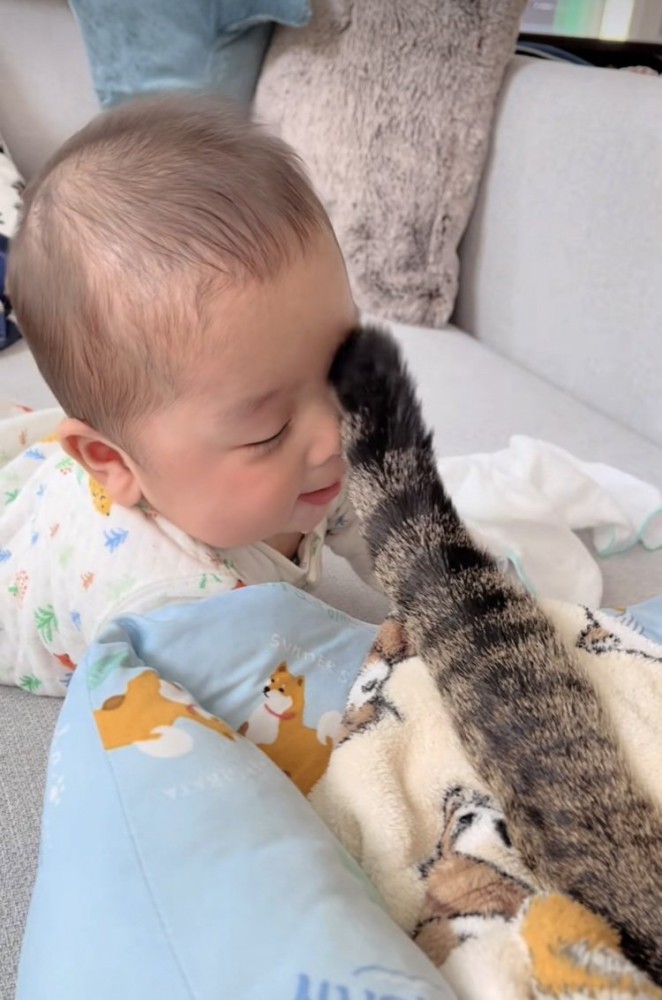 赤ちゃんを尻尾であやすキジトラ猫