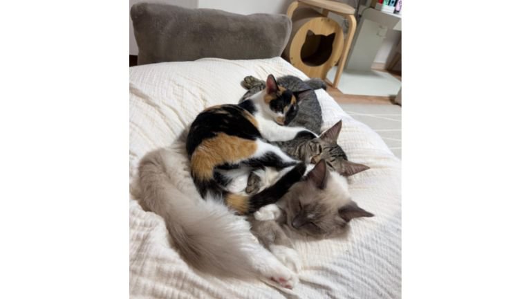 室内にいる猫たち