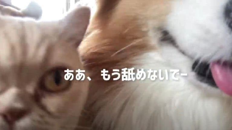 ドアップな猫と犬の顔