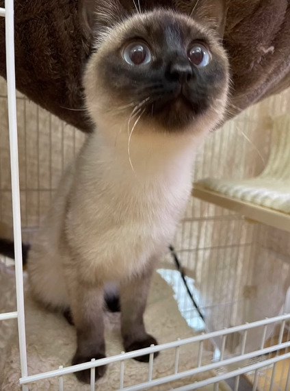 ケージ内に入った猫