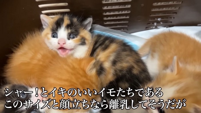 父ちゃんに向かって威嚇する三毛子猫