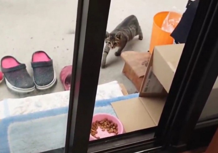 近づいてくる子猫