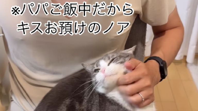 撫でられている猫