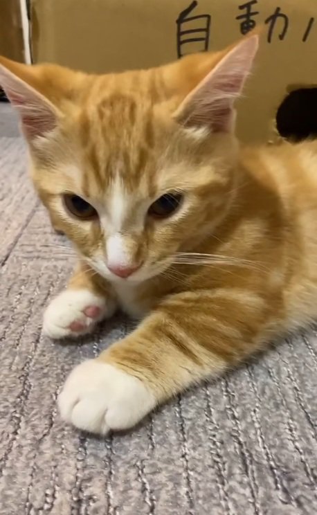 マンチカンの顔のドアップ