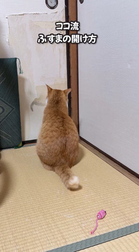 襖の前に座る猫